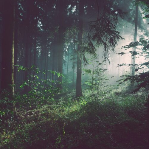 Wald von oben — Symbolbild für CO₂-Bilanz und Klimakompensation bei Drucksachen